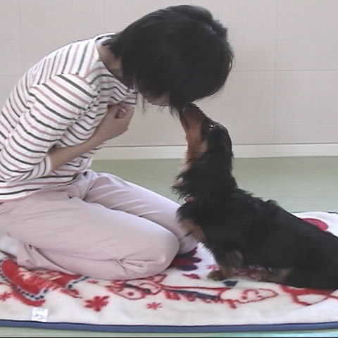 犬の噛み癖を直してみました。