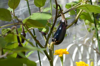 半日陰でナスを育てる方法 半日陰 家庭菜園