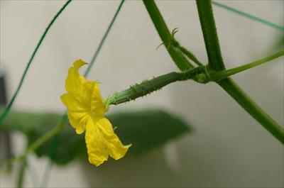 キュウリ 雄花と雌花 半日陰 家庭菜園