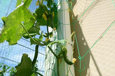 ようこそ 私の半日陰 家庭菜園へ 半日陰 家庭菜園