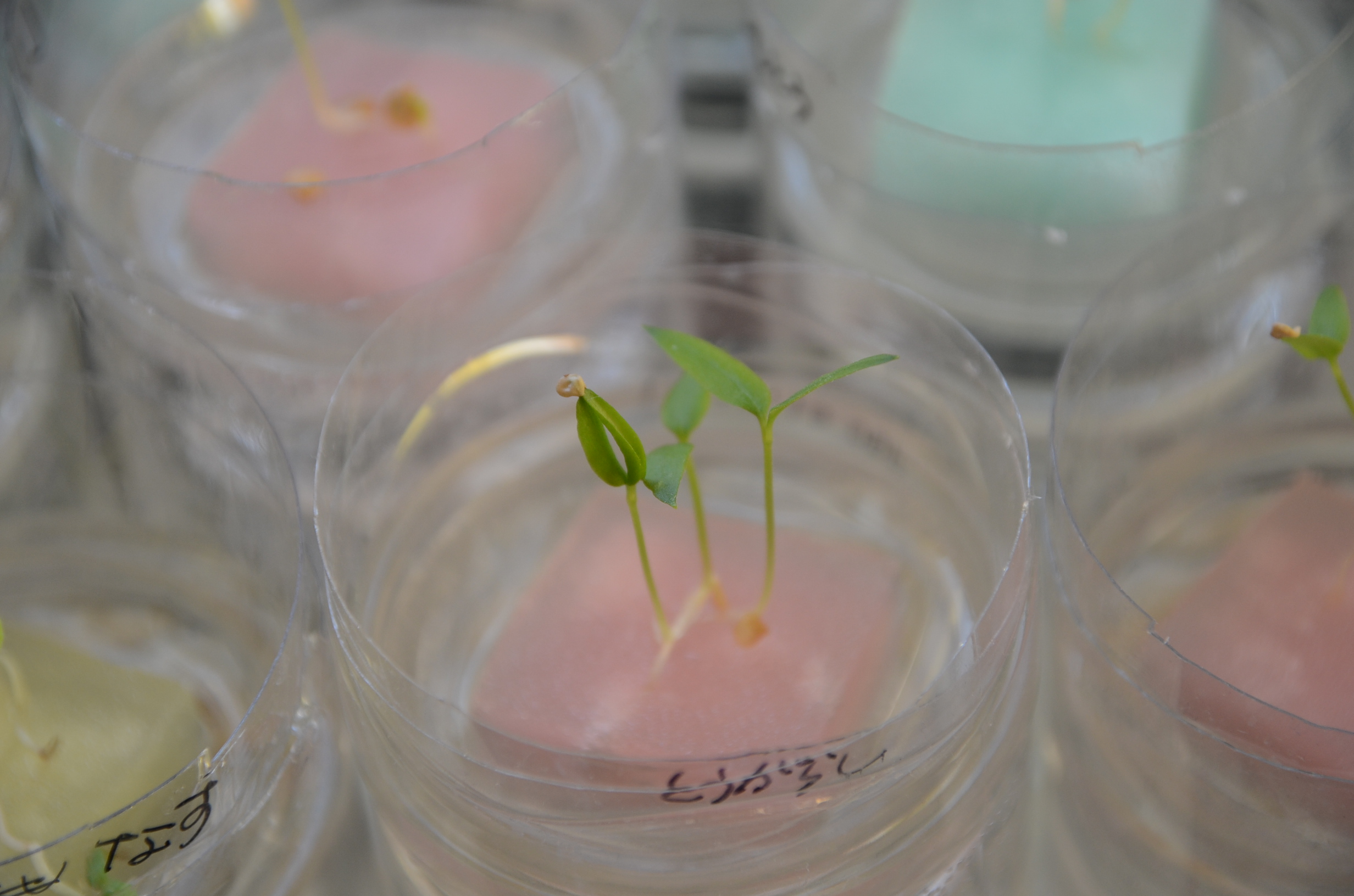 鷹の爪 発芽 水耕栽培器へお引越し 半日陰 家庭菜園